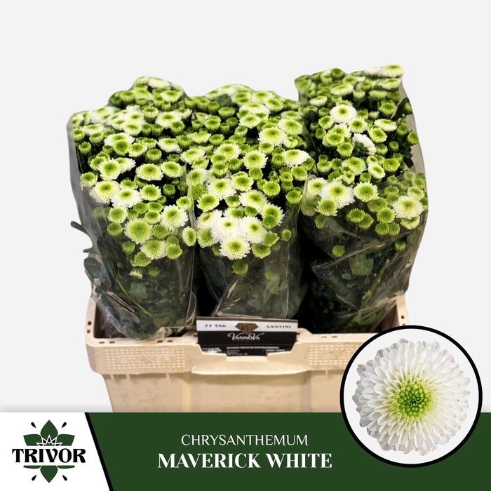 <h4>CHR S MAVERICK WHITE</h4>