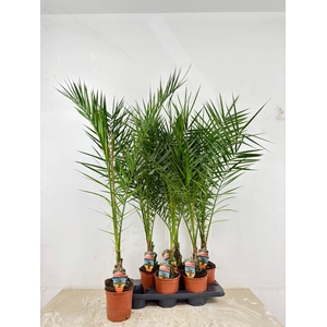 PHOENIX CANARIENSIS