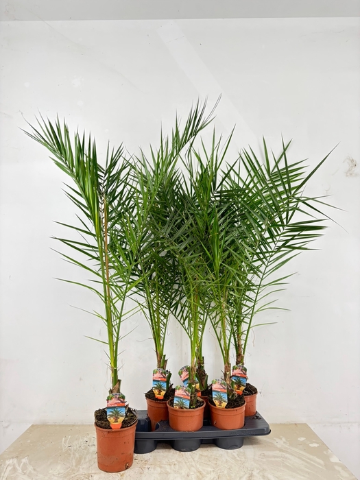 <h4>PHOENIX CANARIENSIS</h4>