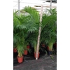 Areca catechu