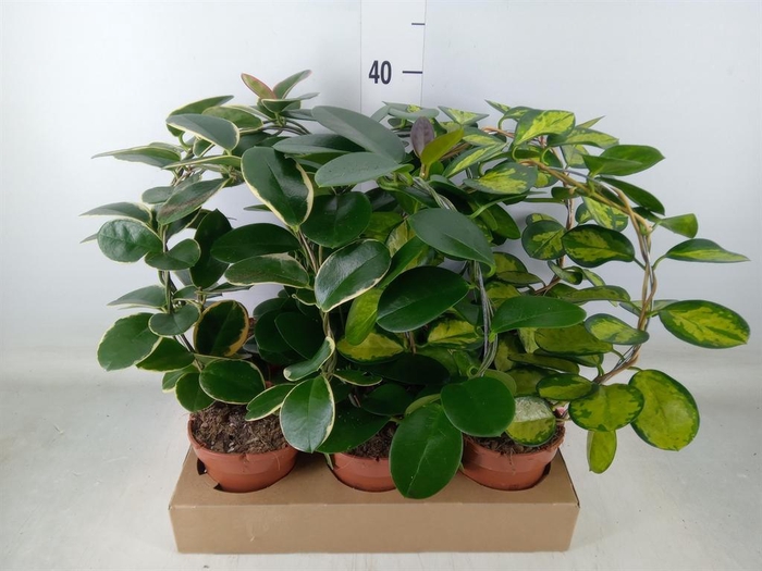 <h4>Hoya   ...mix</h4>