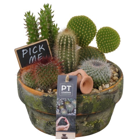 <h4>PTCT3831 Arrangementen Cactus</h4>