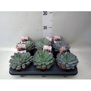 Echeveria   ...