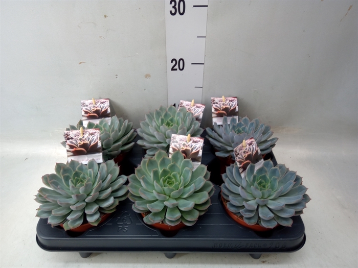 <h4>Echeveria   ...</h4>