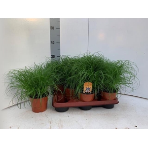 Cyperus Zumula 12Ø 30cm