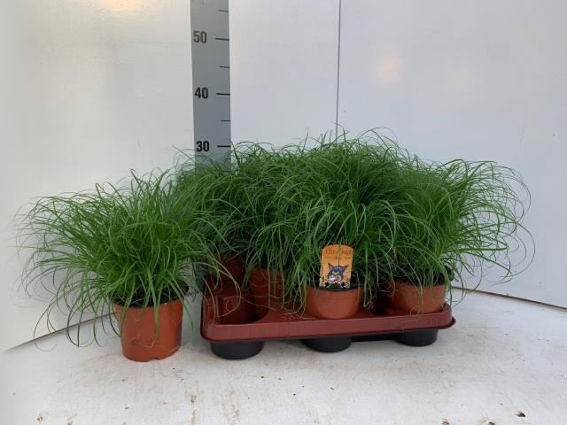 Cyperus Zumula 12Ø 30cm