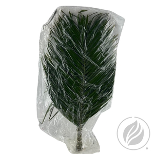 Phoenix Roebelini Ventium 80cm Vac.