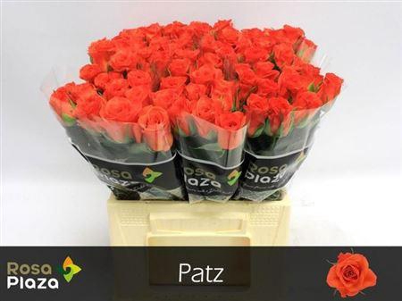 <h4>R Gr Patz</h4>