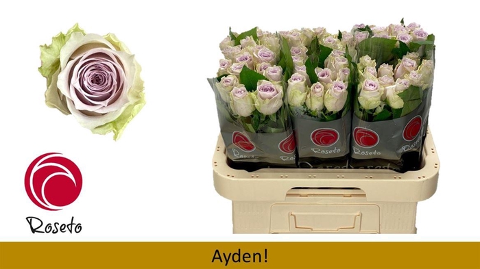 <h4>R Gr Ayden!</h4>