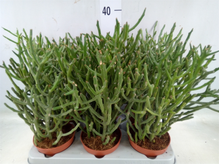 <h4>Euphorbia tirucalli</h4>