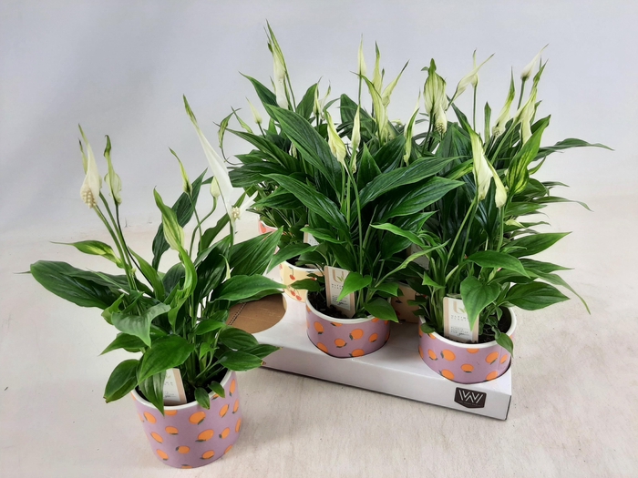 <h4>SPATH CHOPIN</h4>