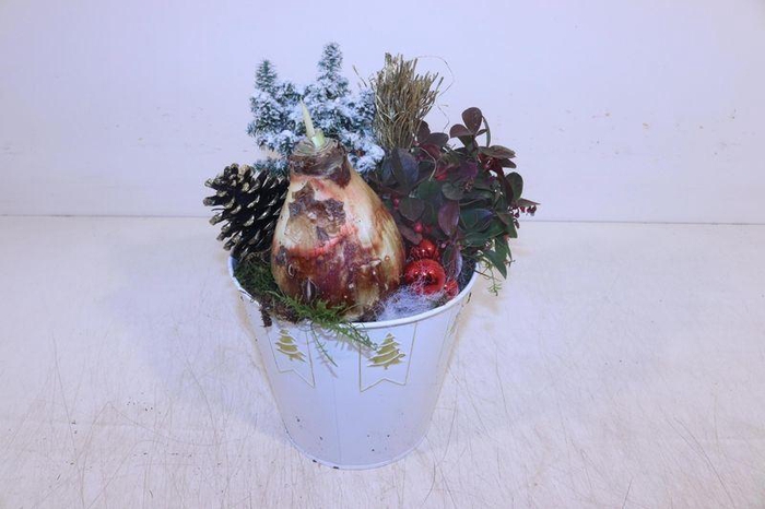 <h4>ARR HIPPEASTRUM</h4>