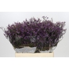 Limonium Safora Dark Blue