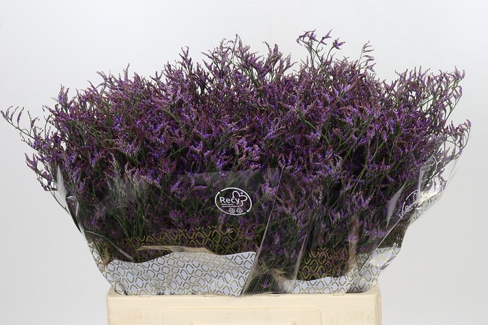 <h4>Limonium ov Safora Dark Blue</h4>