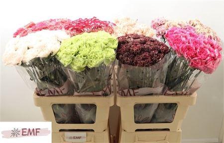 <h4>Di St Gem In Fust</h4>