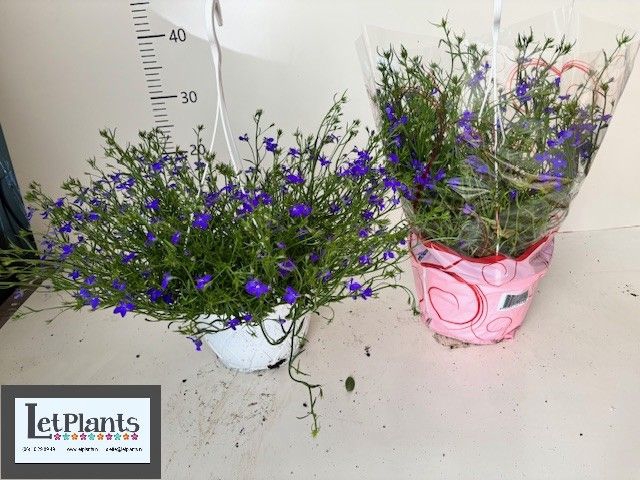 <h4>HANGING BASKETS</h4>