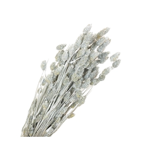 Phalaris Silver