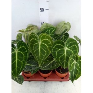Anthurium clarinervium