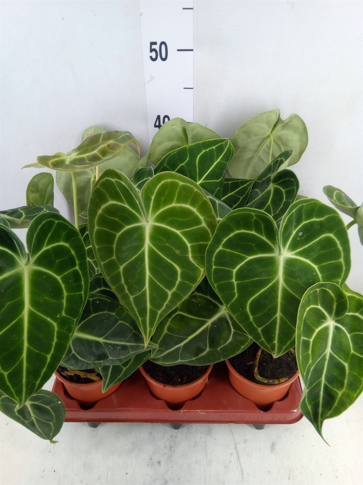 <h4>Anthurium clarinervium</h4>
