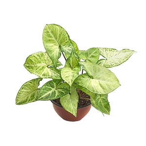 SYNGONIUM BUTTERFLY C18