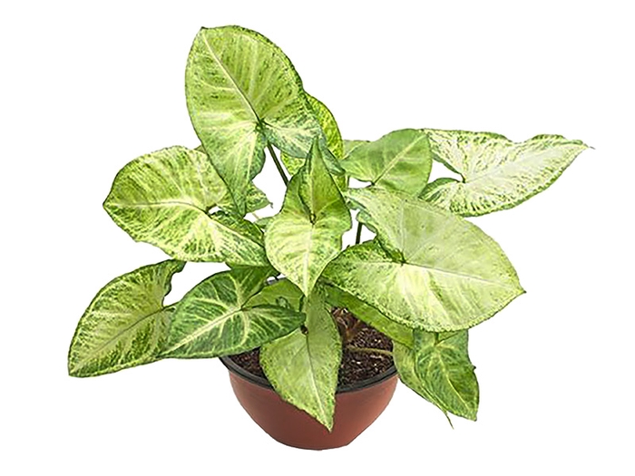 <h4>SYNGONIUM BUTTERFLY C18</h4>