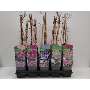 Clematis Mix