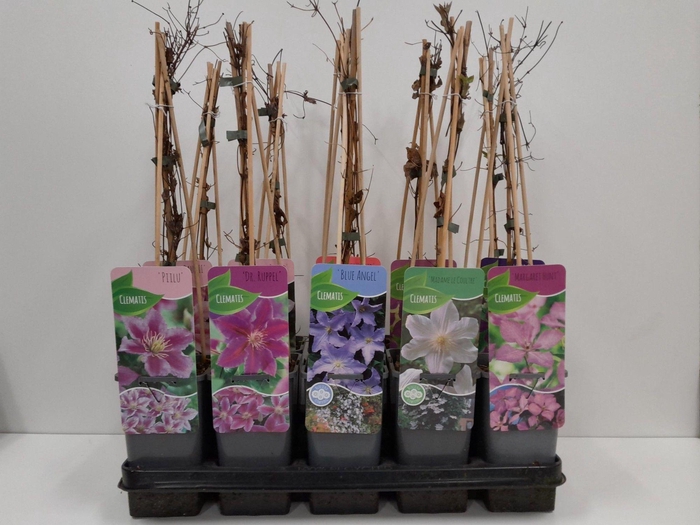 <h4>Clematis Mix</h4>