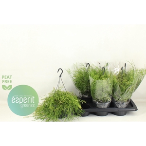 RHIPSALIS EASY SWEET