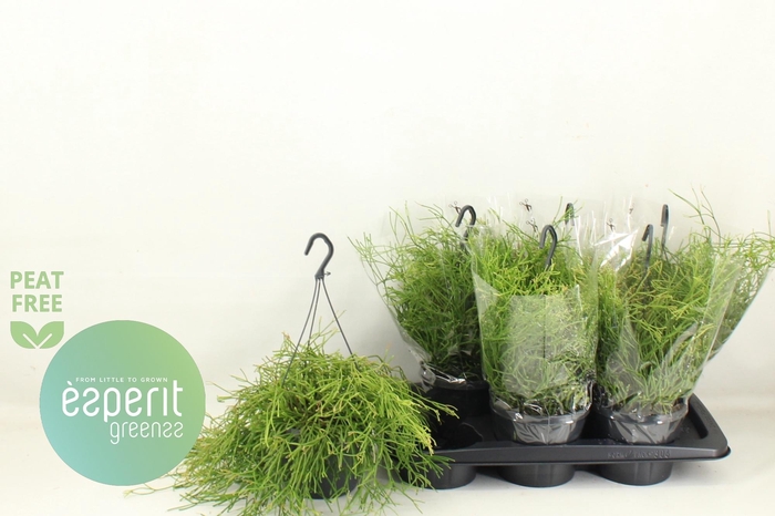 <h4>RHIPSALIS EASY SWEET</h4>