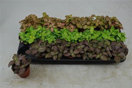 <h4>Fittonia Gem 3 Kl</h4>