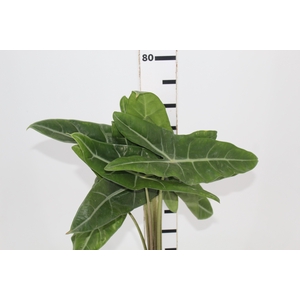 FOLHAGEM ALOCASIA LONGILOBA 050 CM