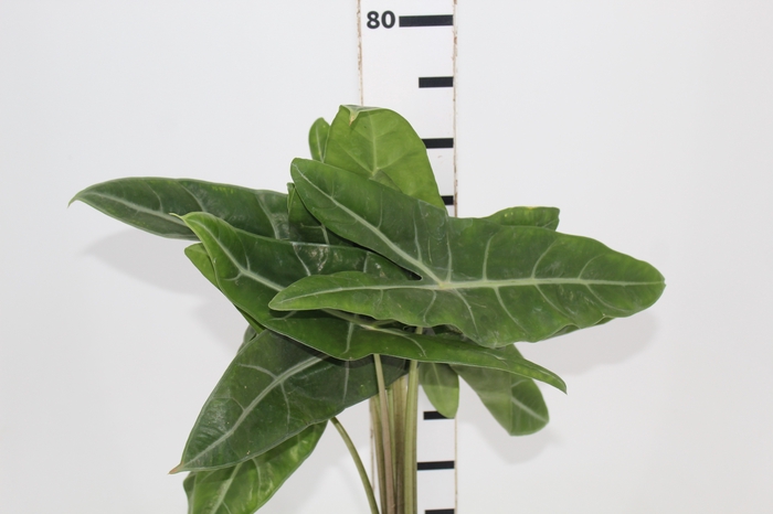 <h4>FOLHAGEM ALOCASIA LONGILOBA 050 CM</h4>