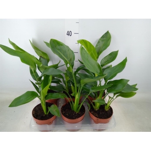 Strelitzia reg.   ...no flowers