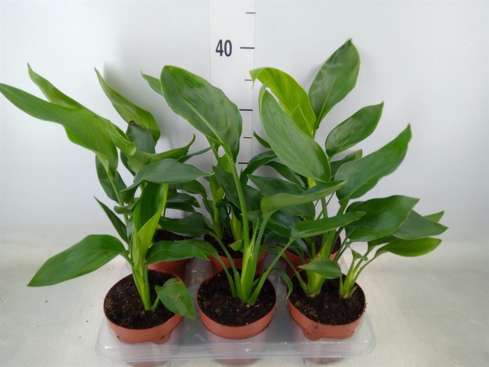 <h4>Strelitzia reg.   ...no flowers</h4>