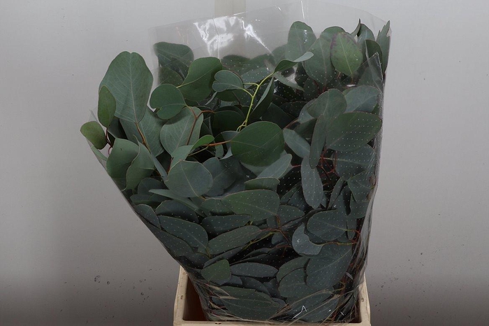 <h4>Euca Populus Blad Kort 150 Gr</h4>