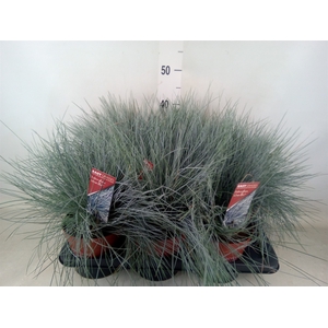 Festuca glauca 'Intens Blue'