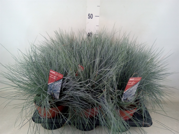 <h4>Festuca glauca 'Intens Blue'</h4>