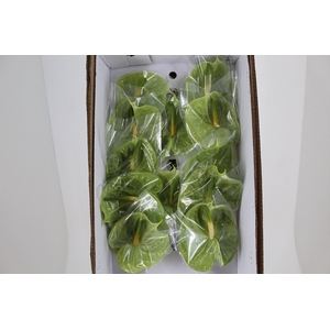 ANTHURIUM MIDORI 9/11 035 CM DIAM MIN 9 CM VERDE