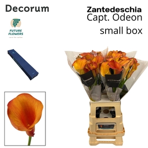 Zant Capt Odeon Medium Box 70 Cm 40 St.