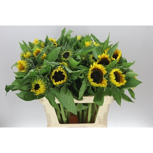 Helianthus A Sun Orange