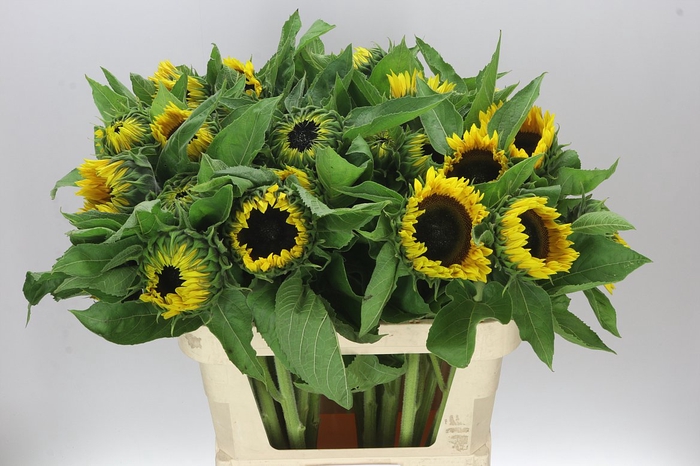 <h4>Helianthus A Sun Orange</h4>