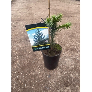 Araucaria araucana C1