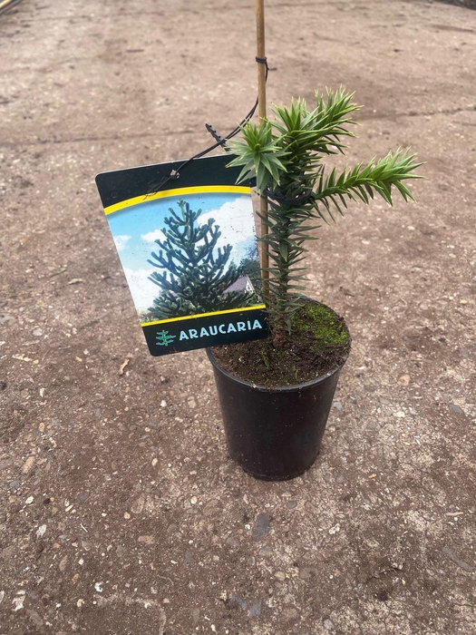<h4>Araucaria araucana C1</h4>