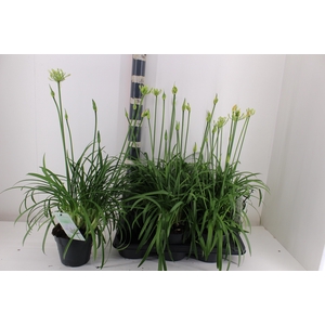 AGAPA SUMMER LOVE WH