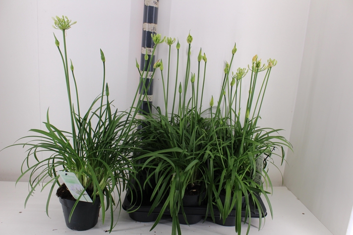 <h4>AGAPA SUMMER LOVE WH</h4>