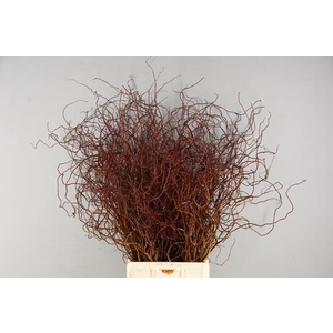 Salix Overig Rood Bs