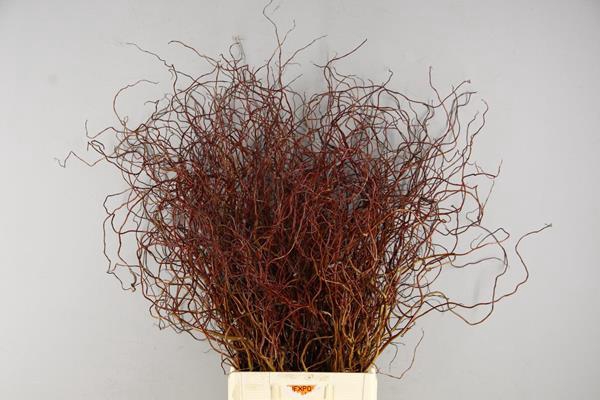 <h4>Salix Overig Rood Bs</h4>