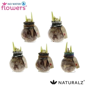 Hipp Waxbulb Naturalz Mix Deco