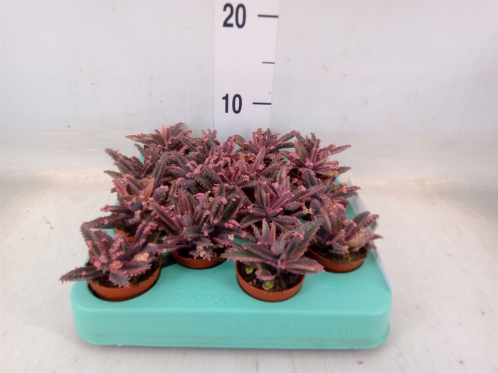 <h4>Kalanchoe NF tubiflora</h4>