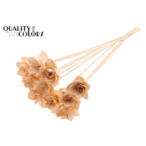 Shola Queen Flower on stem Salmon